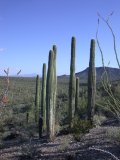 Saguaros as far as the eye can see