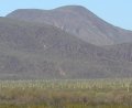 The saguaros like an army of aliens