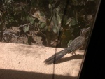 Roadrunner outside den window