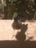 Roadrunner sure appears to be looking at Kitty as she takes its picture