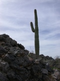 The saguaro and rocks provide an interesting contrast in textures and color