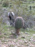 Amazing that this saguaro is surviving