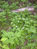 White flowered plants among lots of different ground cover