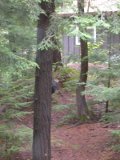 Pileated woodpecker first tries out live tree for bugs