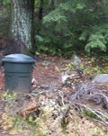 One woodpecker pauses from its 'work' behind garbage pail