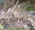 Chipmunk atop blurred brush pile