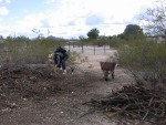 Collecting appropriate brush branches after pulling a bunch from pile